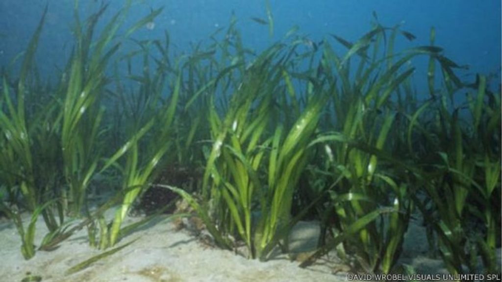 161010141048 seagrass 624x351 davidwrobelvisualsunlimitedspl