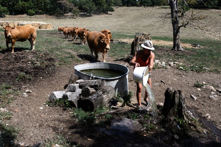 تأهب بفرنسا جراء موجة حر قياسية 1 A farmer takes care of Limousin cows as they graze near a farm in Brignais, central-eastern France, on August 12, 2025, as France continues to suffocate under an exceptional heatwave that has placed 14 departments on red alert and prompted authorities to step up precautionary measures. (Photo by JEAN-PHILIPPE KSIAZEK / AFP)