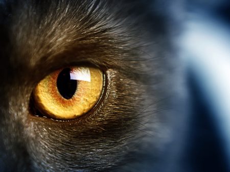cats1 1721033556