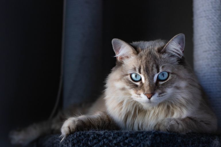 احذر فالقطط تراقبك.. كيف تستخدم الاستخبارات الحيوانات للتجسس؟ 1 Intense Dark Confident Portrait of Long Haired Cat; Shutterstock ID 1646694724; purchase_order: aljazeera ; job: ; client: ; other: