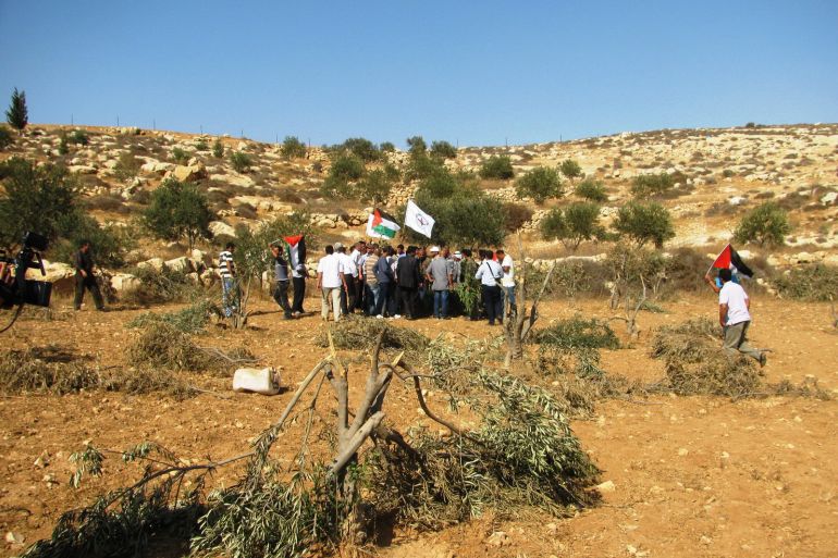إبادة من نوع آخر.. لماذا يستهدف الاحتلال أشجار الضفة؟ 1 فلسطين-الخليل-مسافر يطا-أشجار زيتون قطعها المستوطنون -الجزيرة نت