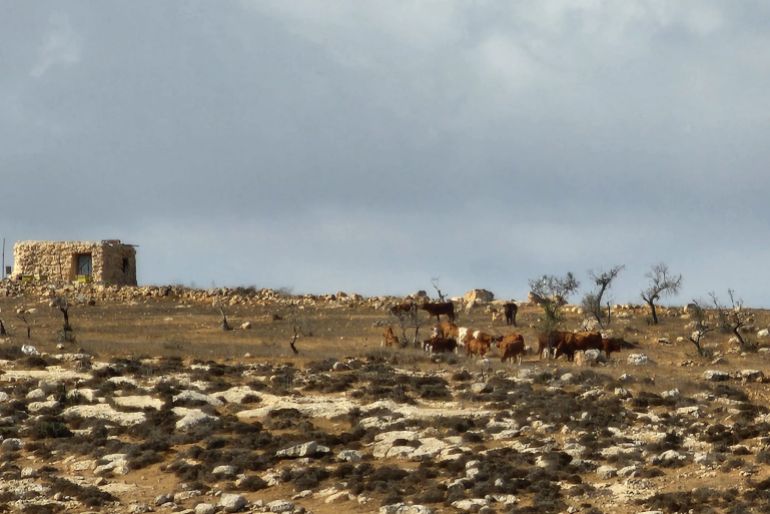 إبادة من نوع آخر.. لماذا يستهدف الاحتلال أشجار الضفة؟ 2 فلسطين-الخليل-يطا-قطيع أبقار للمستوطنين -الصحافة الفلسطينية
