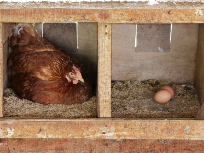 نقاش حول كم بيضة يمكن للدجاجة أن تبيض ينتهي بإطلاق نار 1763351218 image