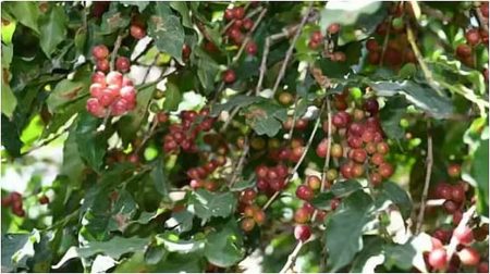 ajel2F2025 12 092Fvfi1nfw82Fajel2025 07 25716coh85D8B4D8AAD984D8A7D8AA D8A7D984D8