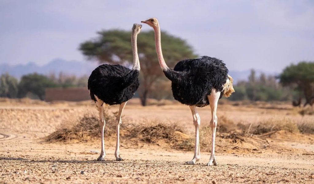 إطلاق كائنات فطرية في موقع الحِجر الطبيعي بالعُلا لتعزيز التوازن البيئي ajel2F2025 12 112Fj0z4ptcs2F5aa2c057 0191 45c3 924f 125872f9ceec