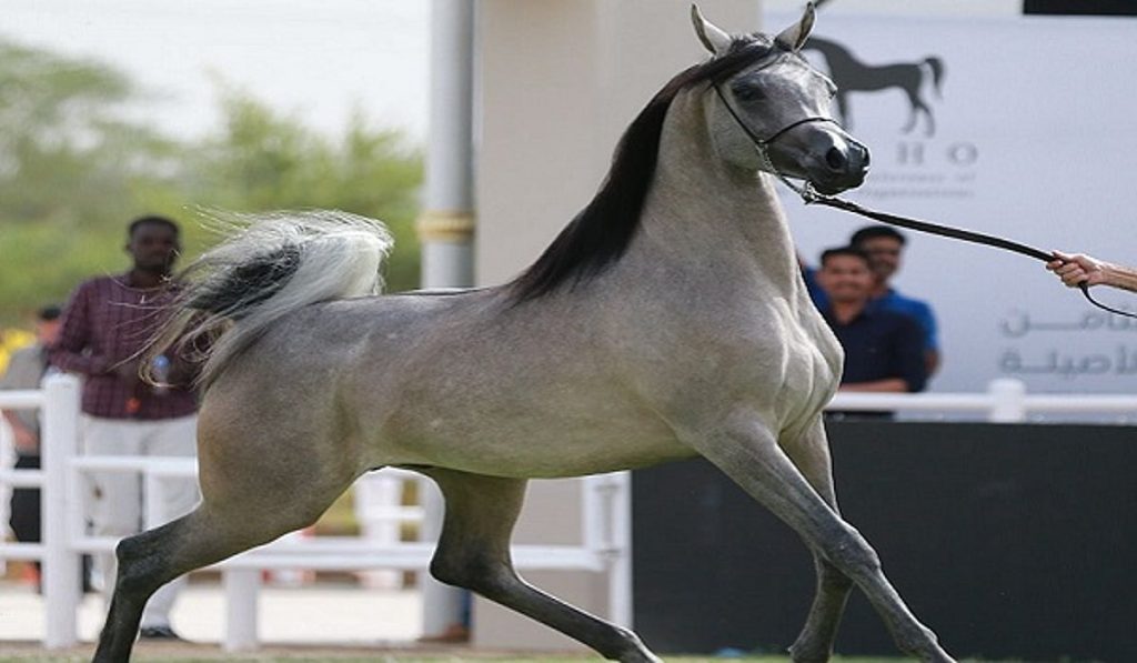 منافسات قوية في اليوم الثاني من العرض الدولي الثامن لجمال الخيل العربية ajel2F2025 12 112Frctzvynu2F1a38f6a5 1c32 4b32 8ef6 8713b7de6afd