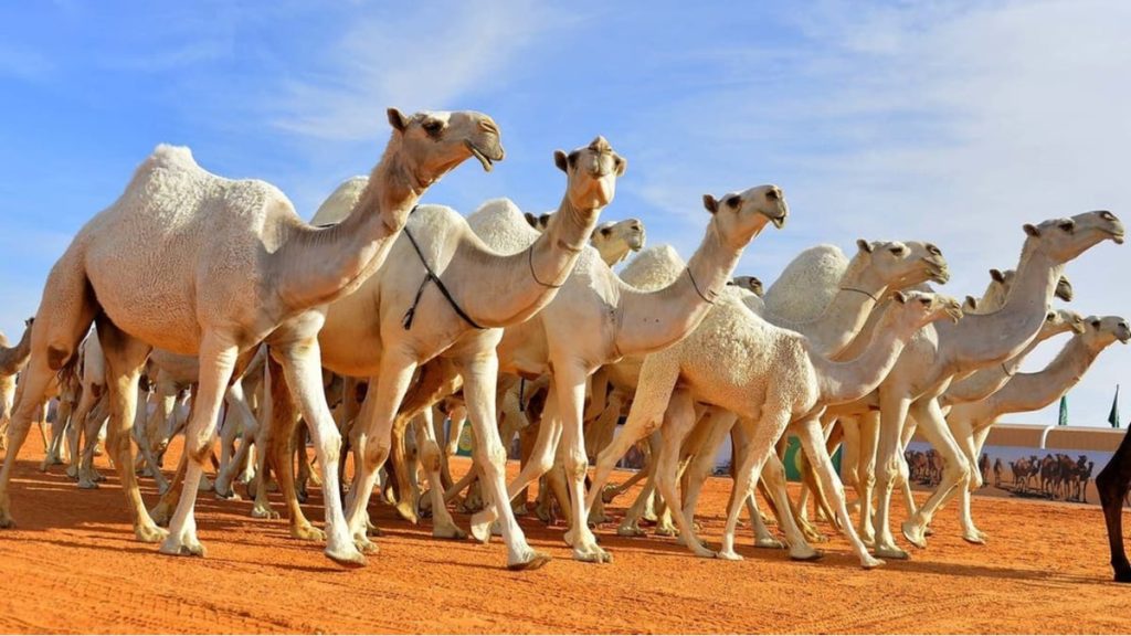 000000000000 16 6 7 4 11 10 15 25