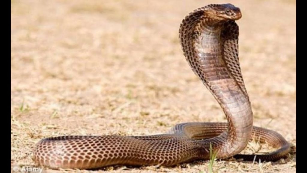 هندية تحاول قتل زوجها بواسطة ثعبان سام 1706878343 image