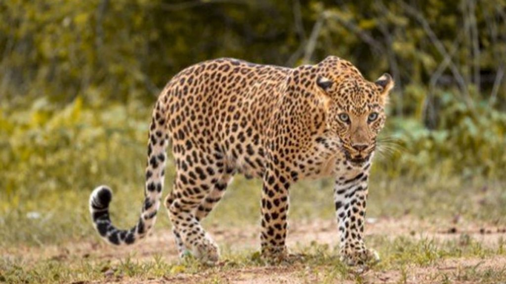 محمية الإمام تركي بن عبدالله الملكية تفعّل اليوم العالمي للنمر العربي 1707615825 1