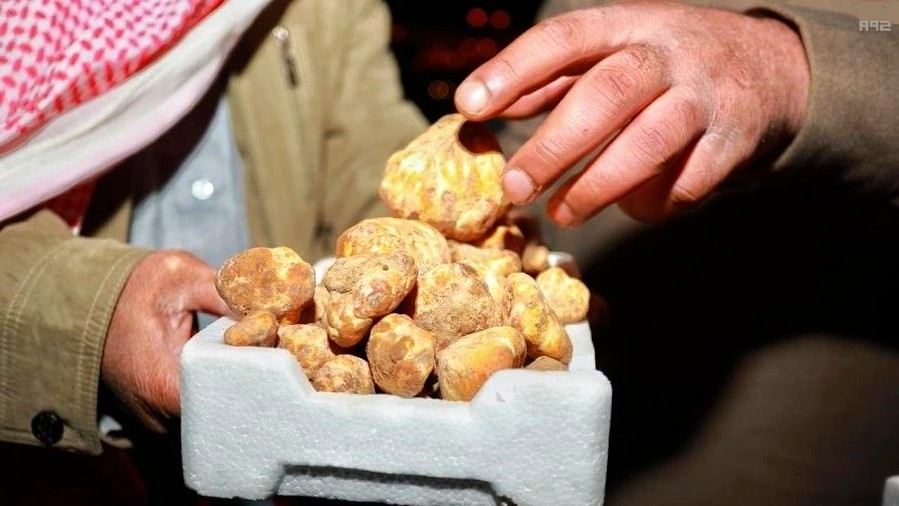 "الكمأة".. عوائد اقتصادية موسمية في أراضي الحدود الشمالية desert truffles