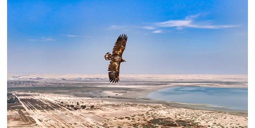 مصورون من الكويت والبحرين يوثقون ظهوراً نادراً لعقاب أبيض الذيل في محمية الجهراء 1228043 1