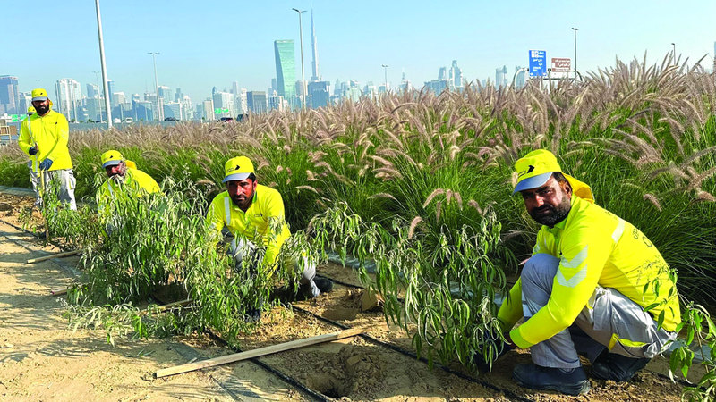 مشروع زراعي تجميلي عند تقاطع شارعي الميدان مع الخيل بدبي 1709512517 image
