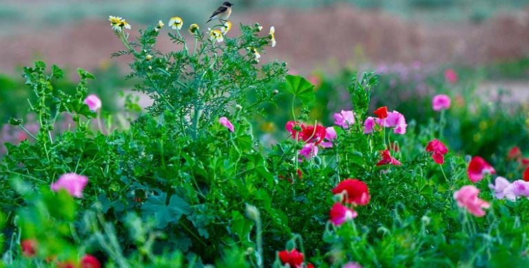 1711738997 774 Capture