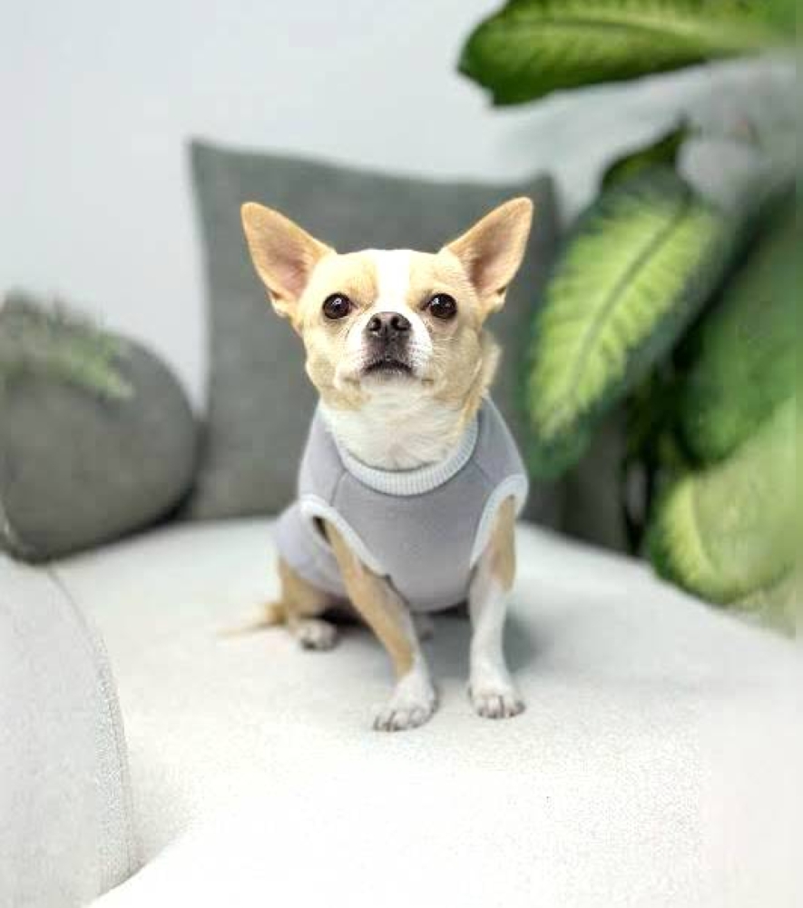 الكلاب تفهم أكثر مما تتوقع ! 2370340