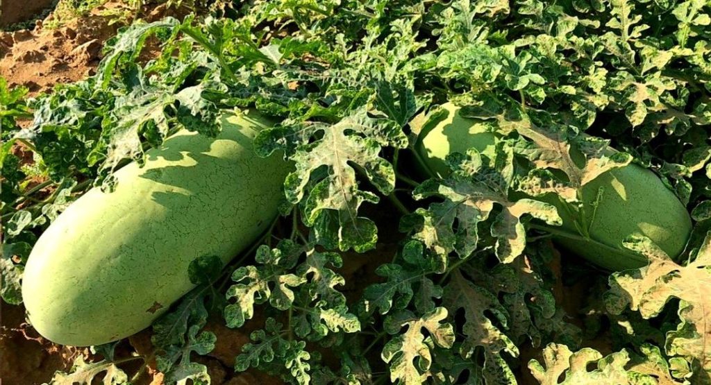 ajel2F2022 052F67a0b051 f1c3 4526 a2db c397dc287a5a2FEF2BFBF6 AE91 4065 B426 5C3D9C7190BD