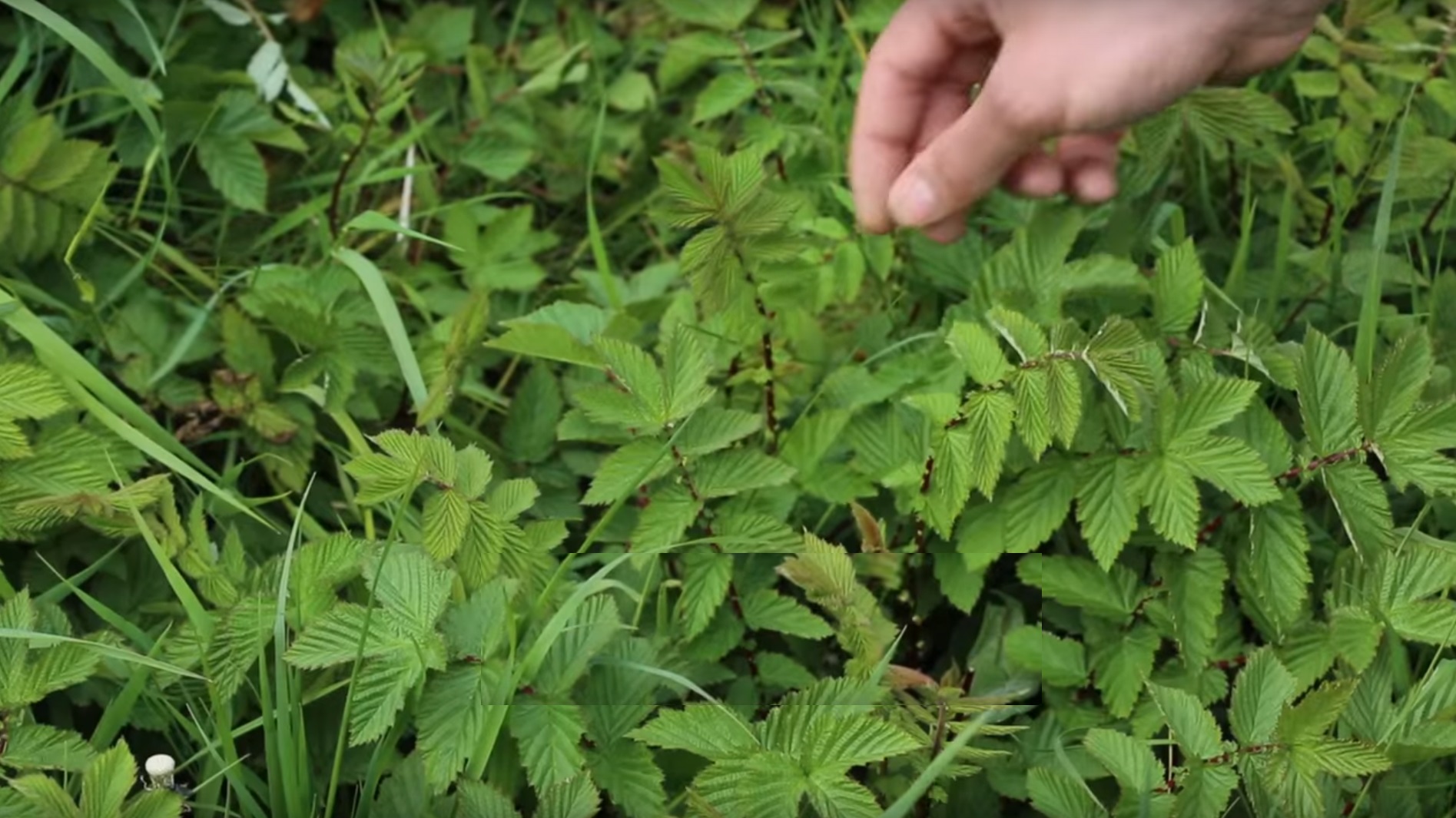 اكليلية المروج