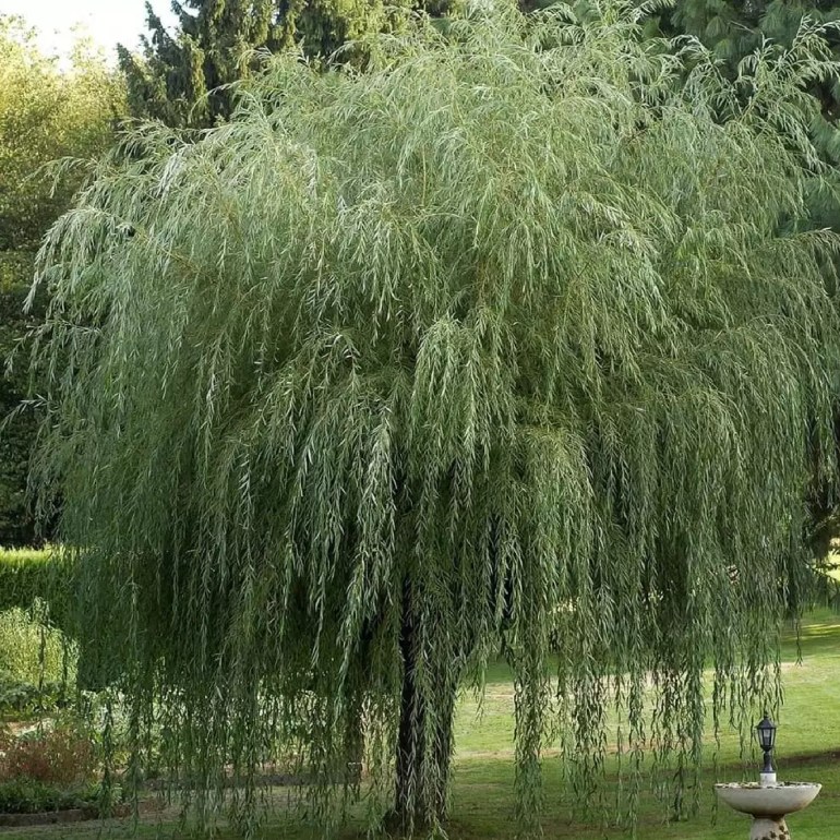 الصفصاف 1705839657