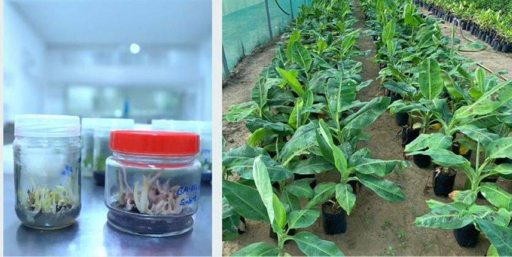 «البيئة» تنجح في توطين إنتاج شتلات الموز بالأنسجة للمساھمة في رفع الناتج المحلي 2373311