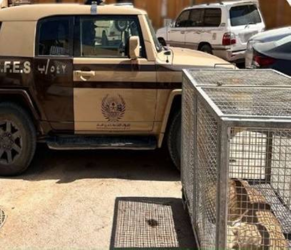 «الأمن البيئي»: ضبط مخالف لاقتنائه كائناً فطرياً مهدداً بالانقراض في الرياض 2378041