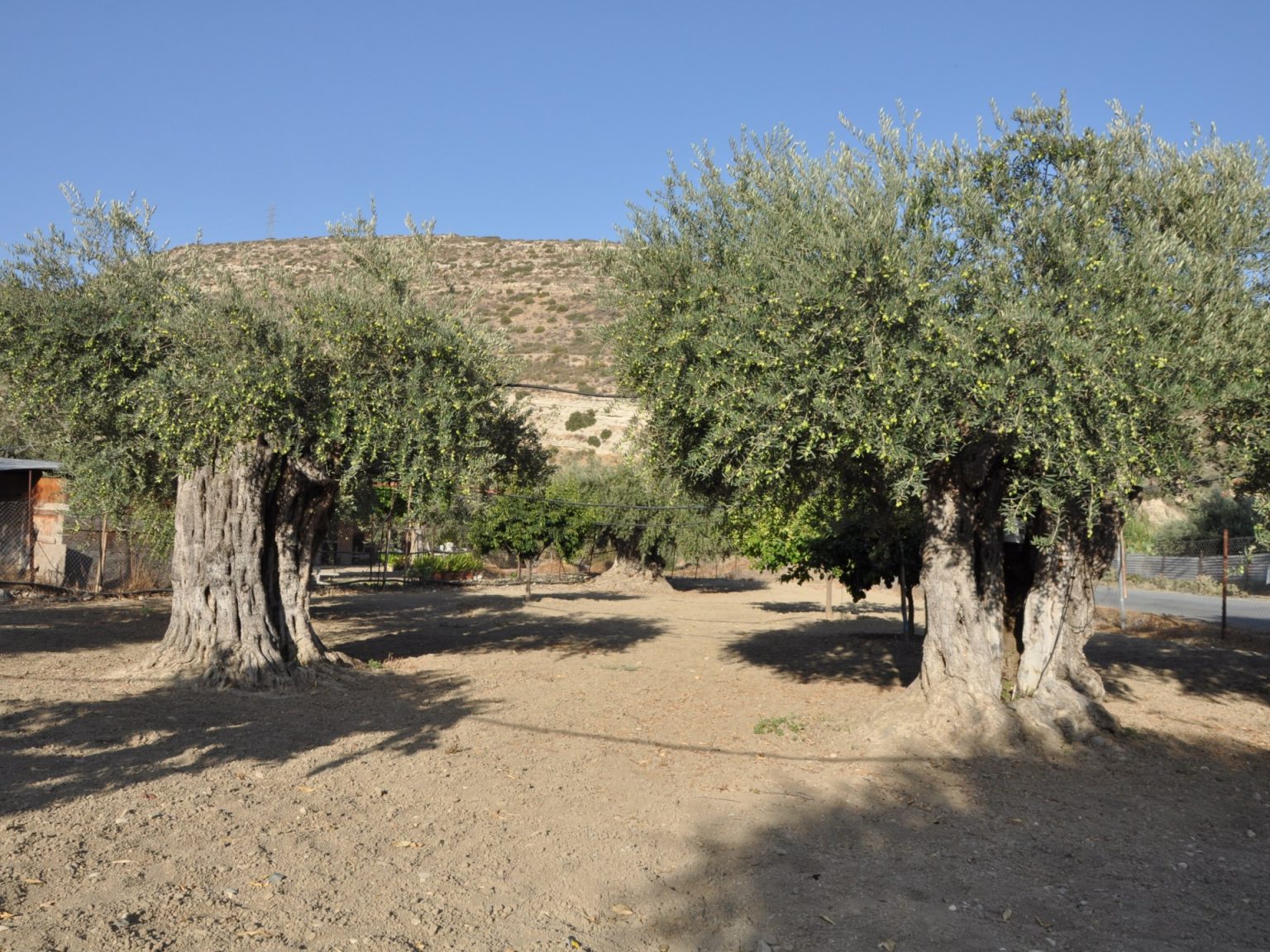 شجرة زيتون المهراس المعمر.. سفير جديد للأردن بانتظار الانضمام لقائمة التراث الثقافي العالمي GettyImages 1094196694 1715077529