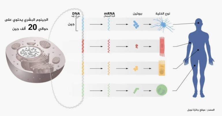انفوغراف يشرح الحمض النووي الريبوزي الدقيق (ميكرو آر إن إيه) ومعرفة دوره في تنظيم الجينات The flow of genetic information from DNA to mRNA to proteins. The identical genetic information is stored in DNA of all cells in our bodies. This requires precise regulation of gene activity so that only the correct set of genes is active in each specific cell type. © The Nobel Committee for Physiology or Medicine. Ill. Mattias Karlén ****داخلية**** الجينوم البشري