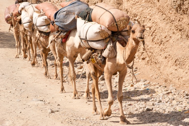 صور من التاريخ الإسلامي - تراث - قافلة جمال A caravan of camels on the way from the highlands of Ethiopia into the Danakil Desert. The camels are packed with food for the days in the desert.