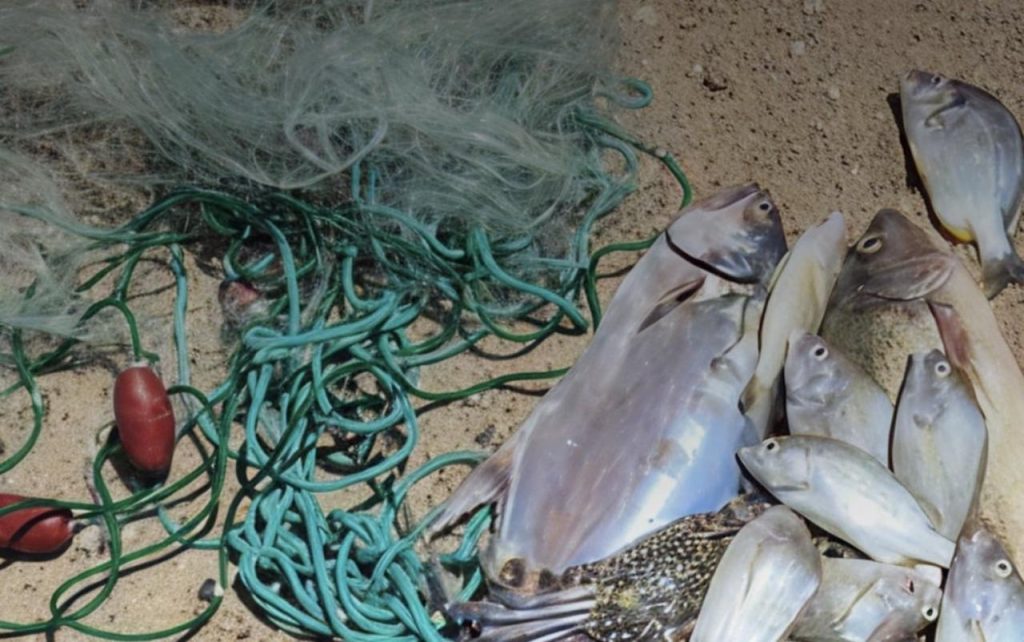 “بيئة ـ أبوظبي” تخالف صيادين يستخدمون شِبَاك صيد نايلون 1744883324 image