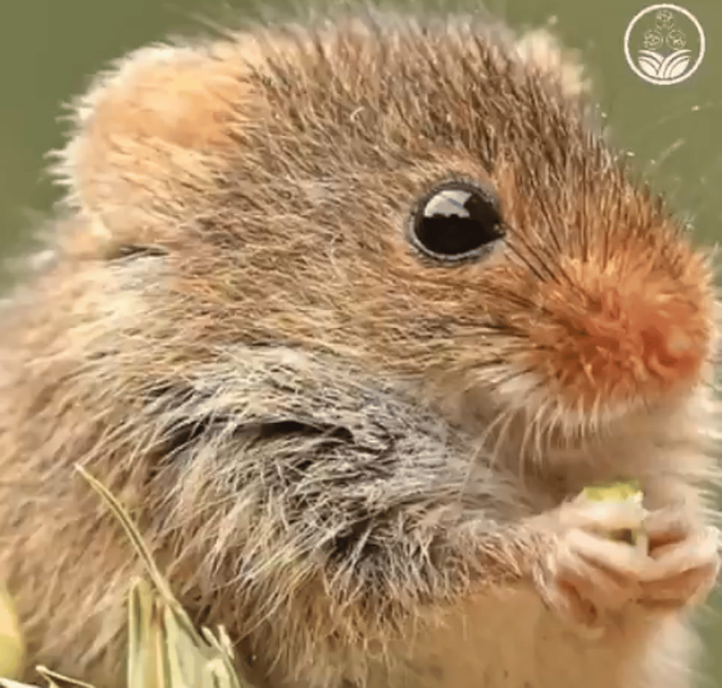 الإرشاد الزراعي: القوارض من أخطر الآفات المهددة لمحصول القمح ajel2F2025 04 192Fj5gqyo652FD982D988D8A7D8B1D8B6