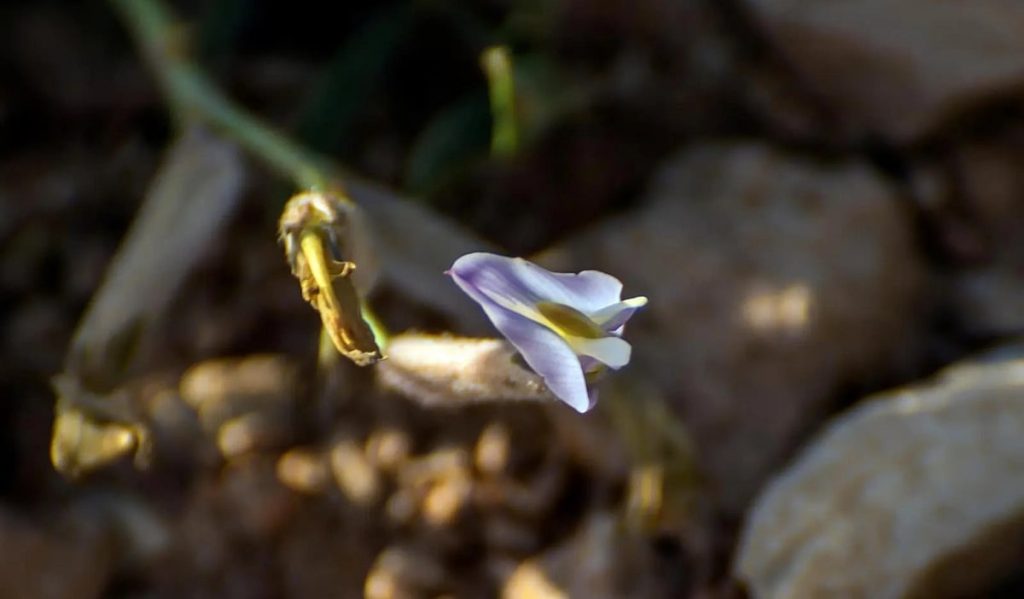 نبات «القفعة» يزدهر في وادي الأقرع بمنطقة الحدود الشمالية ajel2F2025 04 272Fsb7lp94g2F04ba27c5 9755 45fe 87f1 82f72ac83972