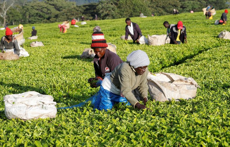 السودانيون في كينيا.. محاولة اندماج لا تخلو من صعوبات 24 Members of the Kimasas cooperative society, accused by Eastern Produce Kenya (EPK) of invading the Sitoi Tea Estate causing substantial financial losses to the company, pluck tea leaves at a plantation in Mosine village of Nandi County, Kenya, January 22, 2025. REUTERS/Monicah Mwangi