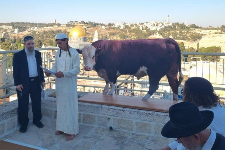 السفير الأميركي في إسرائيل يزور البقرات الحمراوات بمستوطنة بالضفة 19 Religious Israeli settlers practise the red heifer ritual with a cutout cow in front of Al-Aqsa Mosque in Jerusalem (X)