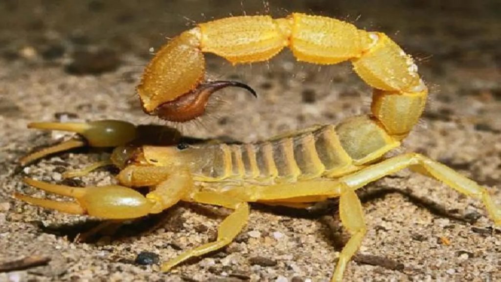 العقارب تغزو المدن البرازيلية: لسعات تتضاعف بنسبة 250 % 1746765265 image