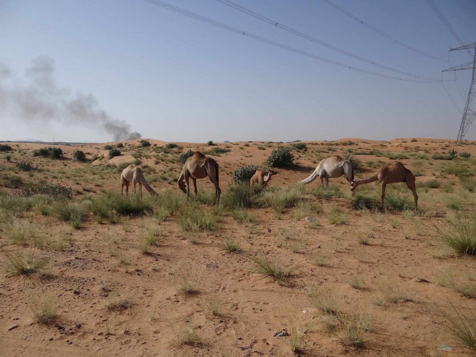 بيئة أبوظبي” تطلق خدمة رخصة الرعي الفورية عبر منصة “تم 1746877757 image