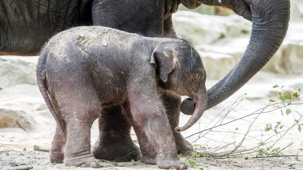 بعد مقتل صغيرها أمامها.. أنثى فيل تصاب بحالة هياج وتتلف مقدمة الشاحنة التي صدمته 1746956890 image