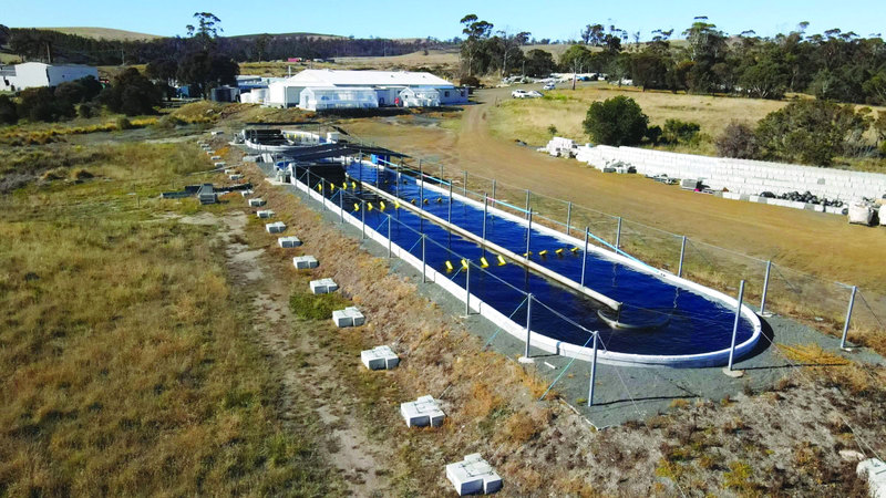 مزرعة أسترالية تُنتج طحالب تقلل التأثير المناخي للمواشي 1747358930 image