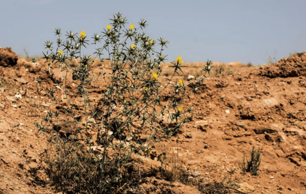 “القرطم الأصفر”.. كنز نباتي في صحراء الحدود الشمالية ajel2F2025 05 122Fw2oqz2jx2FCapture