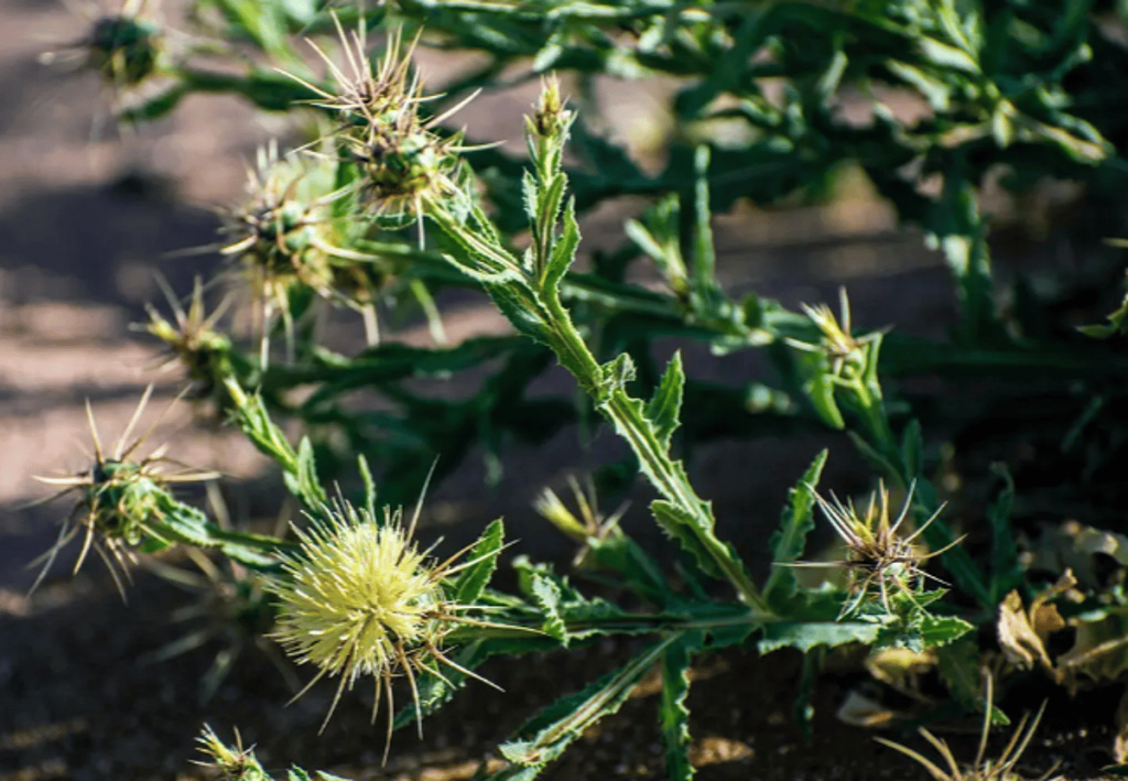 عشبة “المرار”.. مكون نباتي بارز في غطاء الحدود الشمالية ajel2F2025 05 172F1y4jv0ek2FCapture