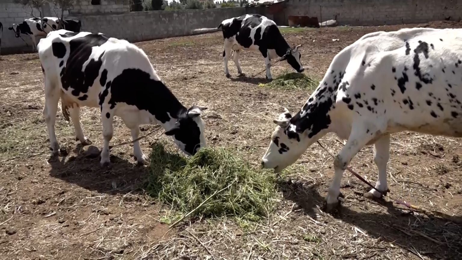 ارتفاع أسعار الأعلاف والجفاف يؤثران على تربية الأبقار بريف حمص image 1746450134