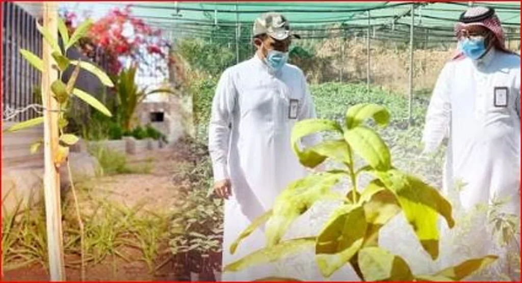 شجرة الصندل.. قصة نجاح تعكس توجه المملكة نحو الزراعة المستدامة ajel2F2025 07 112Fl8ikii482FD8B5D986D8AFD984