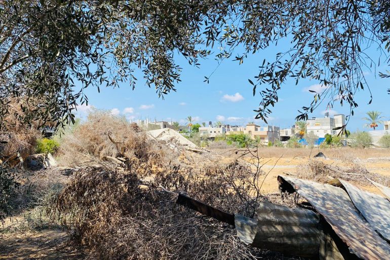 جرفت قوات الاحتلال ودمرت 92_ من الأراضي الزراعية في قطاع غزة