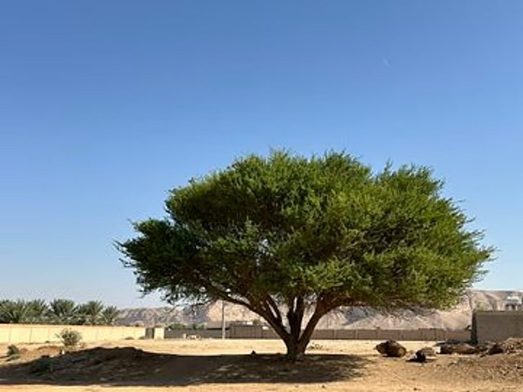 ajel2F2025 09 242F420ax78n2FD8B4D8ACD8B1D8A9 D985D8B9D985D8B1D8A9.avif