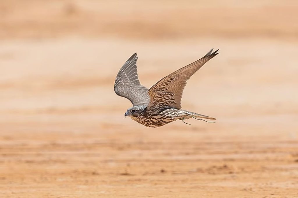 ajel2F2025 09 272F5ajpf2dq2FD8B5D982D988D8B1.avif