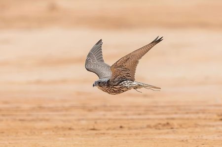 ajel2F2025 09 272F5ajpf2dq2FD8B5D982D988D8B1.avif