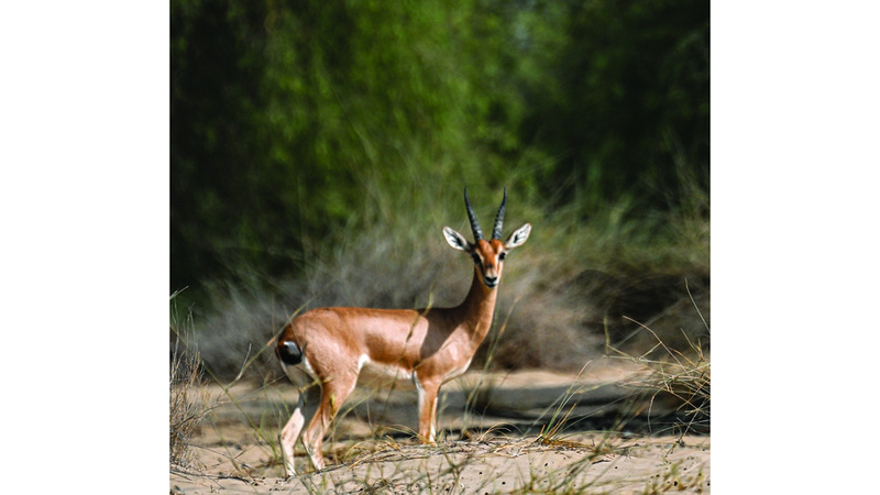 أرض التنوع البيئي 1761787059 image