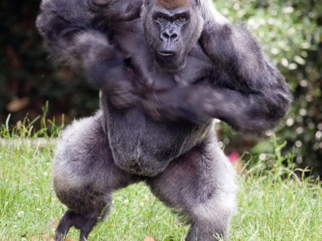 من الرقص إلى الطعن.. «غوريلا» تُفسد فرحاً وتُصيب شقيق العريس في الجيزة 2606150