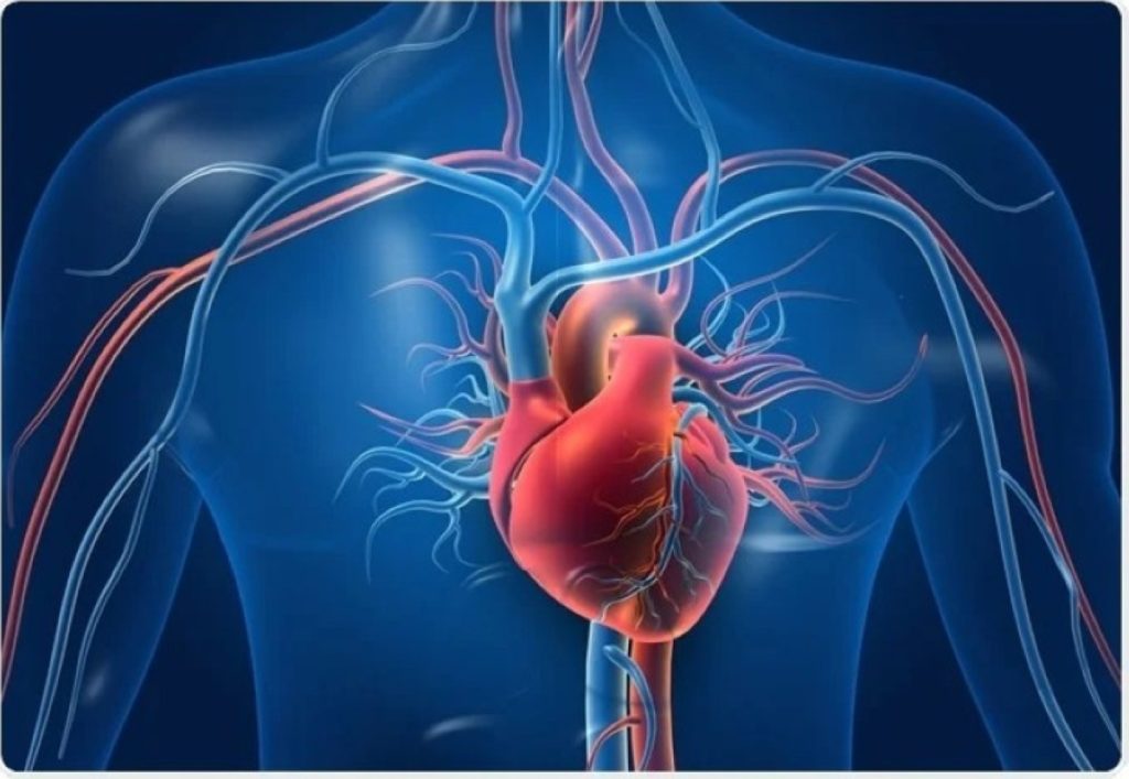 من القلب إلى الرحم.. دراسات تكشف الرابط بين الصحة القلبية والإنجاب 2607049