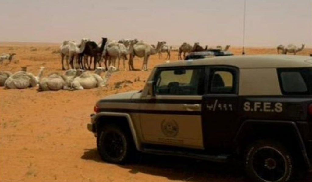 ضبط مواطن لارتكابة مخالفة رعي في محمية الإمام تركي بن عبدالله الملكية ajel2F2025 08 072Fmgyh93h82FScreenshot 2025 08 07 224045