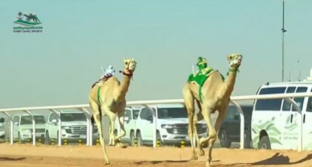 بجوائز مالية تتجاوز 10 ملايين ريال.. انطلاق كأس الأولمبية السعودية للهجن ajel2F2025 10 312F13ejxie72F1000412038
