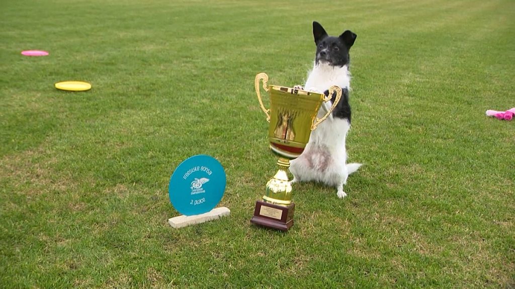 فيديو. Flying Cake Beza: توج كلب المأوى بطلاً للفريسبي الأوروبي 1200x675 cmsv2 122f426a 2ffb 52f0 94ec c6e4f5731472 9539624