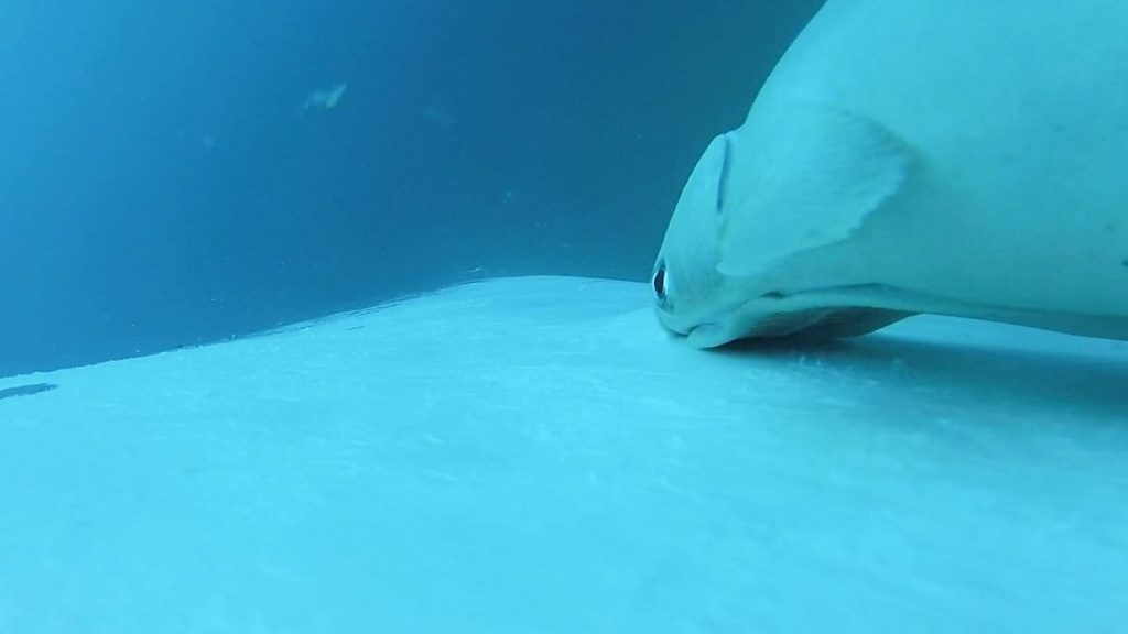 فيديو. تظهر لقطات نادرة سمكة ريمورا وهي تركب الأمواج على الحيتان الحدباء قبالة أستراليا 1200x675 cmsv2 60512e51 b215 559a ab40 14c3444d9e81 9541343